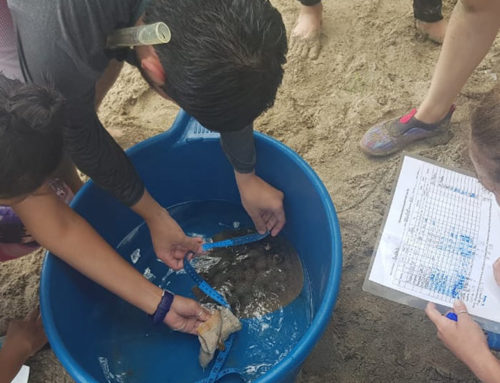 Voluntario en conservación marina